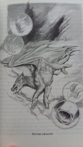 Croquis de dragon fait par Lady Trent