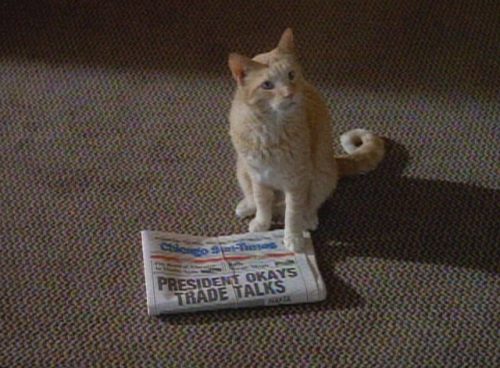 Le chat sur le pas de la porte